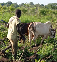 Some landless borrowers were able to hire land.